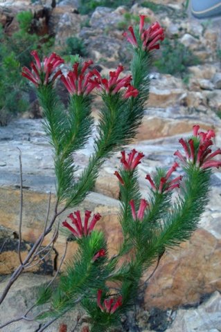 Erica vestita branches